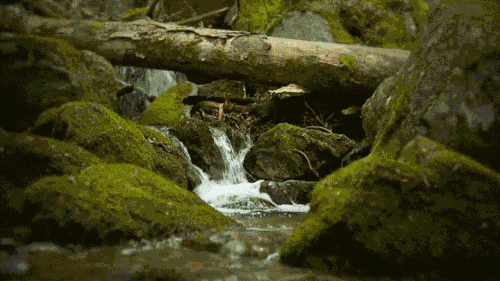 0.gif